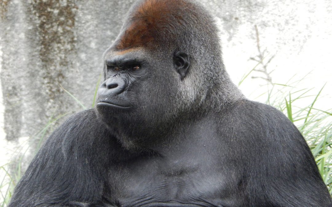 The Gorilla In Your House