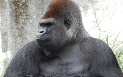 The Gorilla In Your House